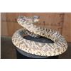 Image 5 : Big Life-sized *Real Skin* DIAMONDBACK RATTLESNAKE