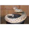 Image 6 : Big Life-sized *Real Skin* DIAMONDBACK RATTLESNAKE