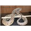 Image 7 : Big Life-sized *Real Skin* DIAMONDBACK RATTLESNAKE