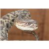 Image 9 : Big Life-sized *Real Skin* DIAMONDBACK RATTLESNAKE
