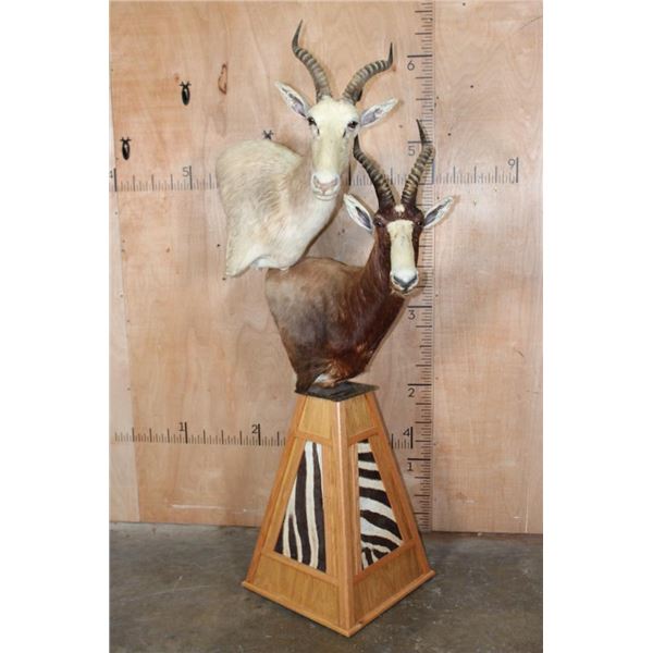 WHITE BLESBOK and BLESBOK Double Pedestal Mount with Zebra Hide Panels