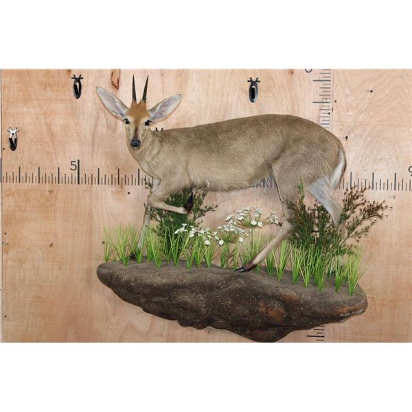 Life-sized COMMON DUIKER on a Decorative Wall Hanging Base
