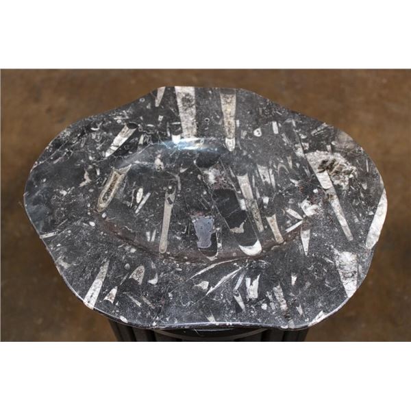 XL Polished ORTHOCERAS and AMMONITE Fossil Matrix Plate