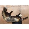 Image 10 : Life-sized Freestanding CROSS FOX