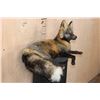 Image 3 : Life-sized Freestanding CROSS FOX