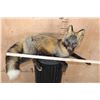 Image 5 : Life-sized Freestanding CROSS FOX