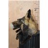 Image 6 : Life-sized Freestanding CROSS FOX