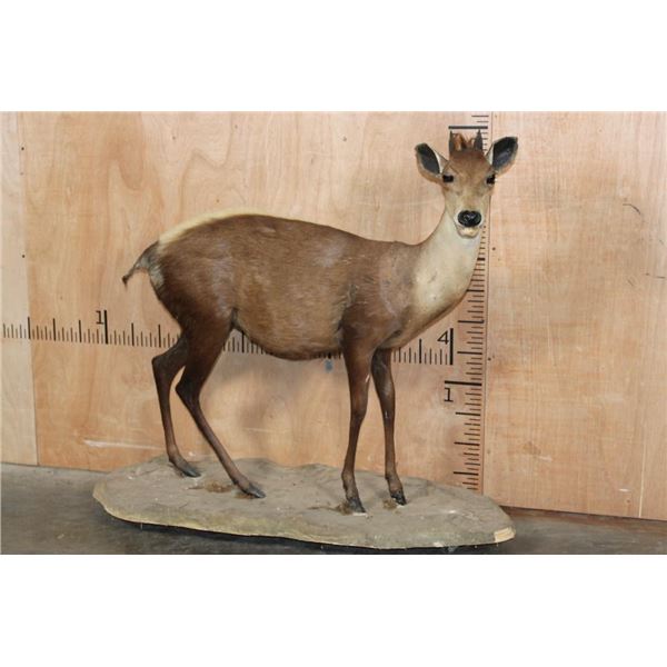 *Very Rarely Seen* Life-sized YELLOW-BACKED DUIKER on a Base with Wheels