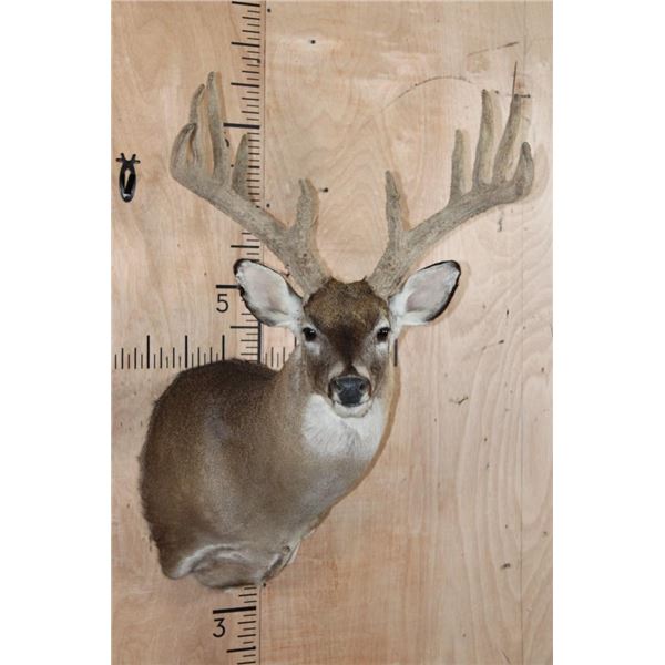 Big 13-Point Typical WHITETAIL DEER Shoulder Mount in Velvet