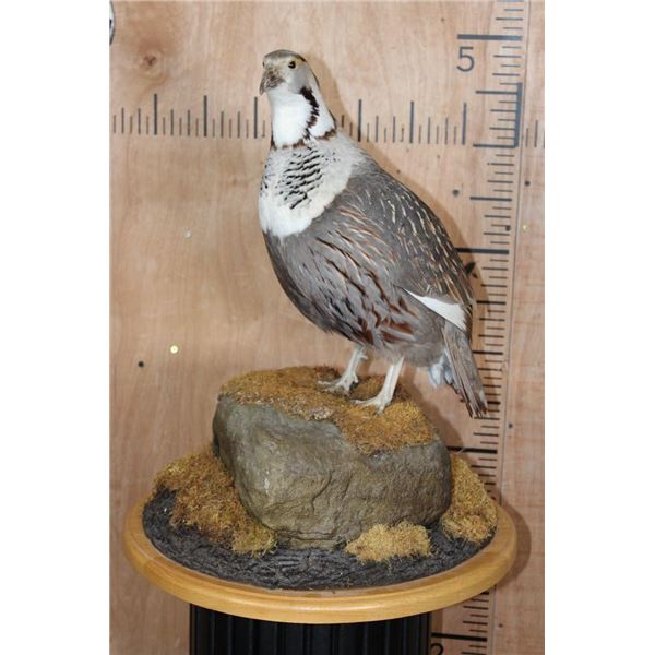 Big HIMALAYAN SNOWCOCK Perched on a Rock and Wood Base