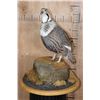 Image 1 : Big HIMALAYAN SNOWCOCK Perched on a Rock and Wood Base