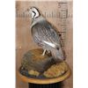 Image 2 : Big HIMALAYAN SNOWCOCK Perched on a Rock and Wood Base