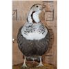 Image 4 : Big HIMALAYAN SNOWCOCK Perched on a Rock and Wood Base
