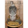 Image 6 : Big HIMALAYAN SNOWCOCK Perched on a Rock and Wood Base