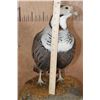 Image 7 : Big HIMALAYAN SNOWCOCK Perched on a Rock and Wood Base