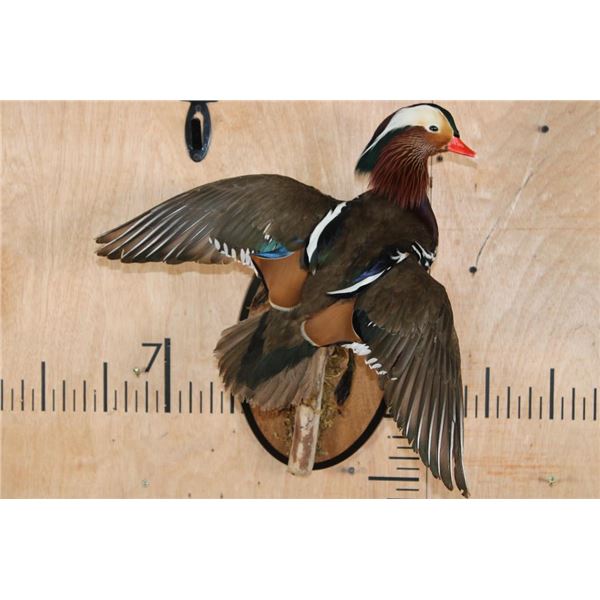 Flying Male MANDARIN DUCK on a Wood Plaque