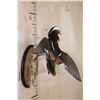 Image 4 : Flying Male MANDARIN DUCK on a Wood Plaque