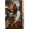 Image 6 : Flying Male MANDARIN DUCK on a Wood Plaque