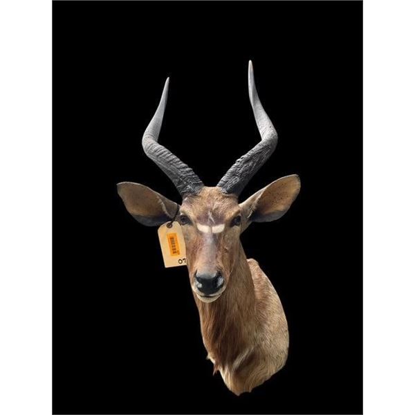 African NYALA ANTELOPE Shoulder Mount