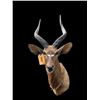 Image 1 : African NYALA ANTELOPE Shoulder Mount