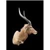 Image 2 : African NYALA ANTELOPE Shoulder Mount