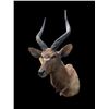 Image 3 : African NYALA ANTELOPE Shoulder Mount