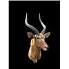 Image 4 : African NYALA ANTELOPE Shoulder Mount