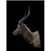 Image 5 : African NYALA ANTELOPE Shoulder Mount