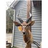Image 6 : African NYALA ANTELOPE Shoulder Mount