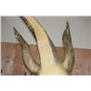 Image 12 : *Real Skin* Over 12' Long Life-sized "Swimming" CROCODILE on a Decorative Base with Wheels