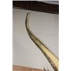 Image 13 : *Real Skin* Over 12' Long Life-sized "Swimming" CROCODILE on a Decorative Base with Wheels