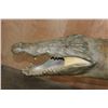Image 15 : *Real Skin* Over 12' Long Life-sized "Swimming" CROCODILE on a Decorative Base with Wheels