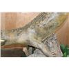 Image 16 : *Real Skin* Over 12' Long Life-sized "Swimming" CROCODILE on a Decorative Base with Wheels