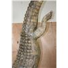 Image 17 : *Real Skin* Over 12' Long Life-sized "Swimming" CROCODILE on a Decorative Base with Wheels