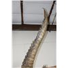 Image 18 : *Real Skin* Over 12' Long Life-sized "Swimming" CROCODILE on a Decorative Base with Wheels