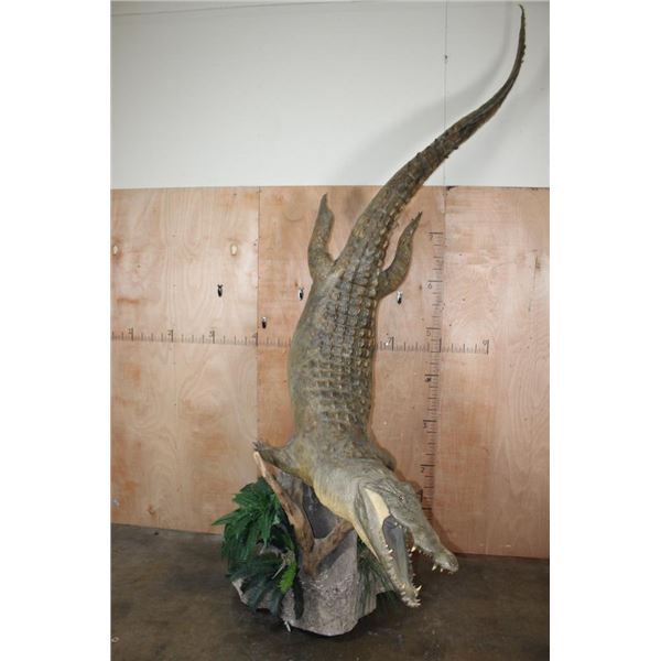 *Real Skin* Over 12' Long Life-sized "Swimming" CROCODILE on a Decorative Base with Wheels