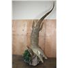 Image 1 : *Real Skin* Over 12' Long Life-sized "Swimming" CROCODILE on a Decorative Base with Wheels