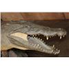 Image 4 : *Real Skin* Over 12' Long Life-sized "Swimming" CROCODILE on a Decorative Base with Wheels