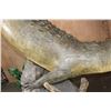 Image 5 : *Real Skin* Over 12' Long Life-sized "Swimming" CROCODILE on a Decorative Base with Wheels