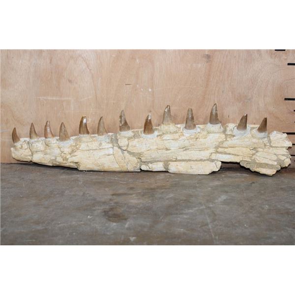 XL Fossilized MOSASAUR Jaw Section with 13 Teeth from Morocco