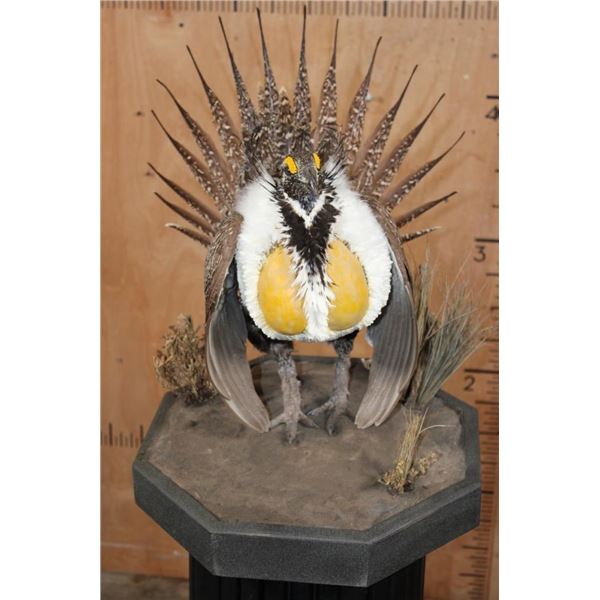 GREATER SAGE-GROUSE on a Decorative Base