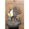 Image 3 : GREATER SAGE-GROUSE on a Decorative Base