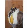 Image 4 : GREATER SAGE-GROUSE on a Decorative Base