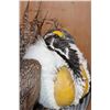 Image 5 : GREATER SAGE-GROUSE on a Decorative Base