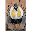 Image 6 : GREATER SAGE-GROUSE on a Decorative Base
