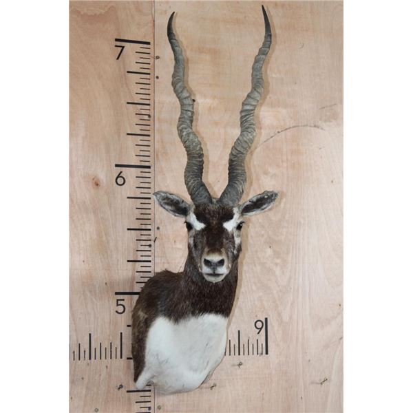 Big BLACKBUCK Shoulder Mount