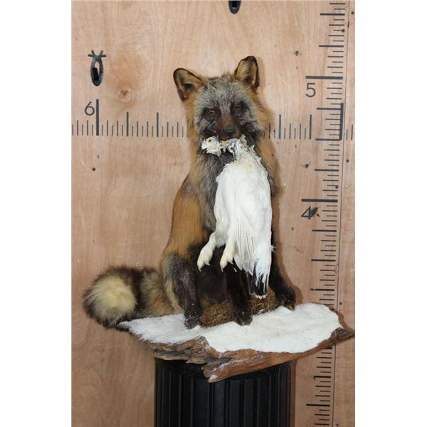 Life-sized CROSS FOX with a Ptarmigan Bird on a Snowy Driftwood Base