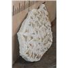 Image 10 : 60 Fossilized OTODUS (Prehistoric Mackerel Shark) Teeth in a Rock Matrix, Weight: 36 lbs