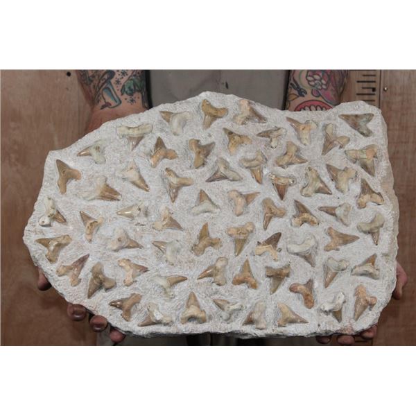 60 Fossilized OTODUS (Prehistoric Mackerel Shark) Teeth in a Rock Matrix, Weight: 36 lbs