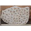 Image 3 : 60 Fossilized OTODUS (Prehistoric Mackerel Shark) Teeth in a Rock Matrix, Weight: 36 lbs